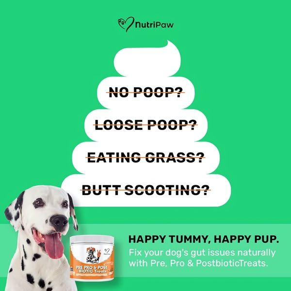 A 1:1 ratio ad creative using a strikethrough list to highlight common digestive issues solved by pre, pro, and postbiotic treats.